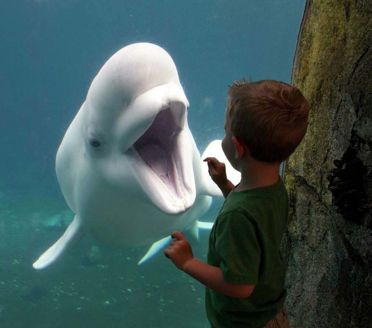 Connecticut's aquariums, zoo in shutdown; here's how to check in on the