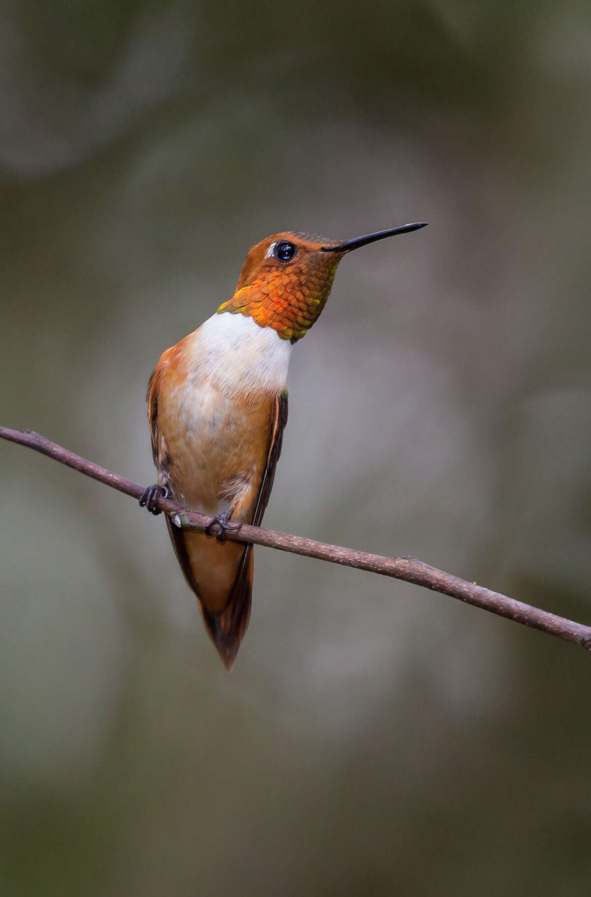 Rufous hummingbirds didn't freeze