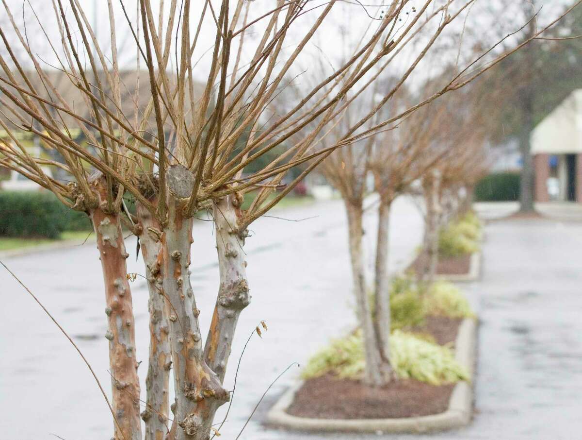 An improperly pruned crape myrtle produces a proliferation of thin stems that are weakly attached to the tree.﻿