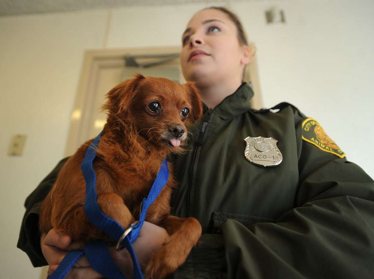 bridgeport animal shelter