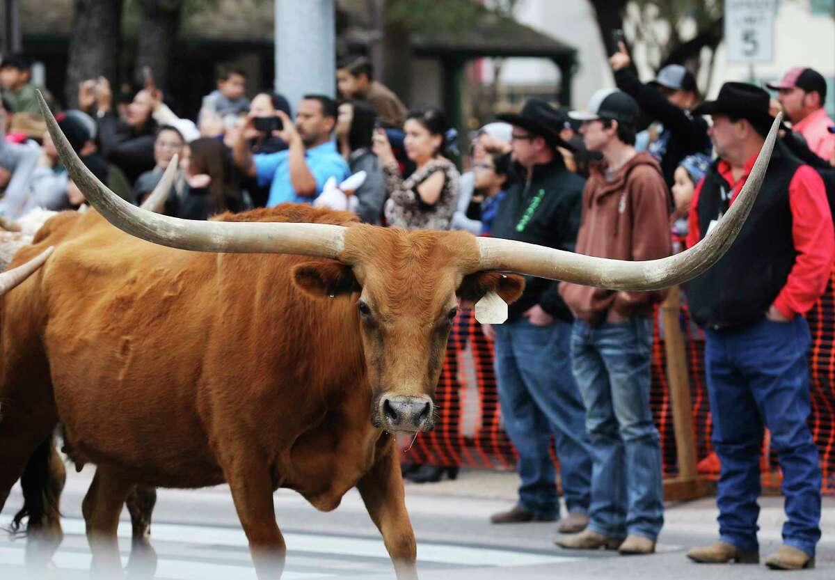 The annual Western Heritage parade and cattle drive herds onlookers along Houston and Alamo Streets as Longhorns moseyed along downtown and past the Alamo on Saturday, Feb. 3, 2018. The route took the horned beasts past the Shrine of Texas and concluded at La Villita as a crowd gathered around the holding pen to get a closer glimpse of the official state mammal (large) of Texas. Young and old alike were fascinated to see the Longhorns casually cruise past RiverCenter Mall with sale signs posted in the window. Some bystanders wore horns on their heads to mark the occasion like Sandra and Jason Surprise (cq) who earlier ran in the 5K Stampede which mirrored the route of the cattle drive. As the last long-horned Longhorn climbed into an awaiting trailer, people made a point to take one last selfie to mark the event which is the kickoff of the 2018 San Antonio Stockshow and Rodeo which starts next Thursday.