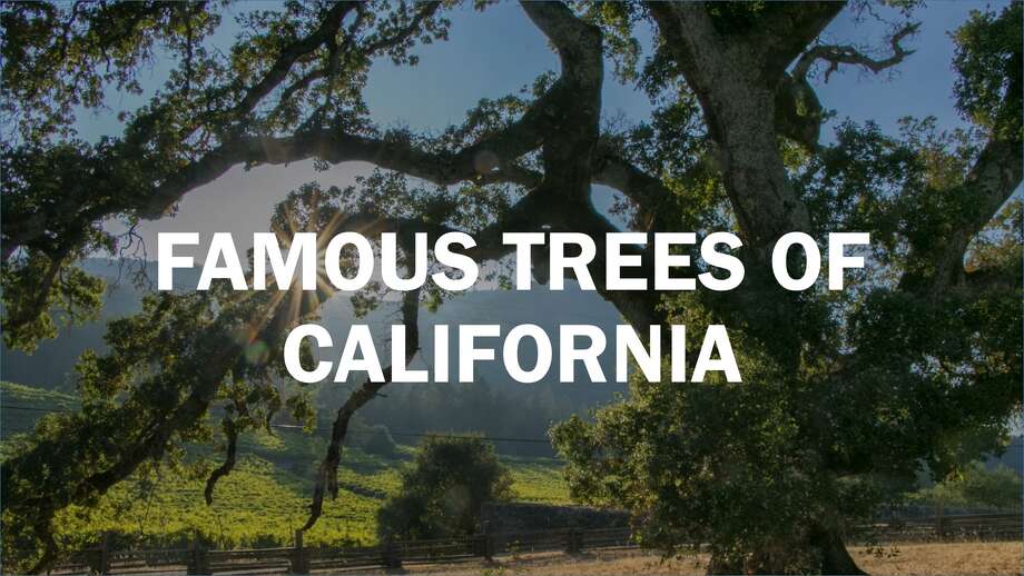 The stories of California's most famous trees, including some with top ...