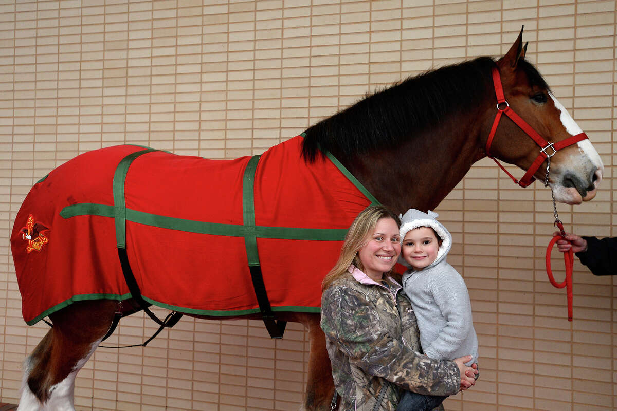 Heather and John Price with Red, a Budweiser Clydesdale, during their appearance at The Event Centre on Wednesday afternoon. The Clydesdales will be in Port Arthur for this weekend's Mardi Gras of Southeast Texas. Photo taken Wednesday 2/7/18 Ryan Pelham/The Enterprise