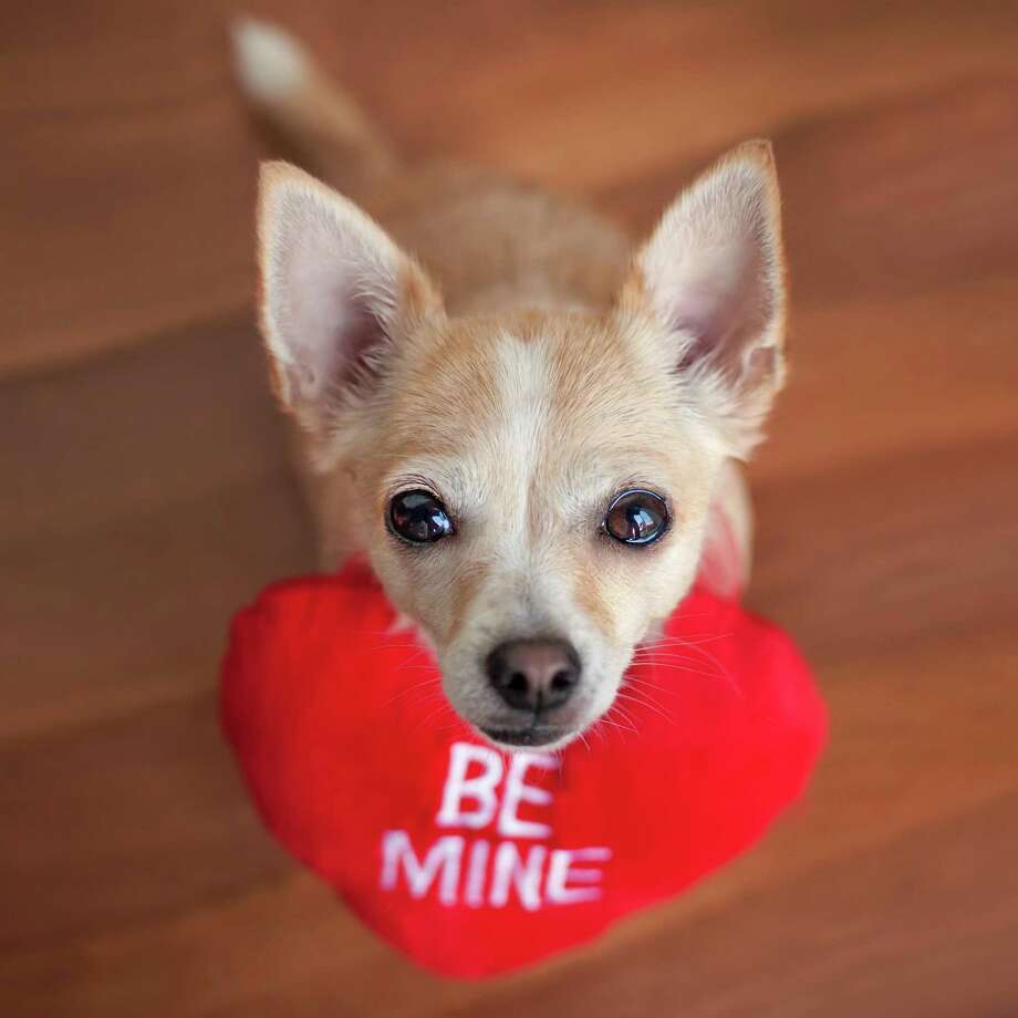 a-whole-lotta-love-for-pets-on-valentine-s-day-san-antonio-express-news