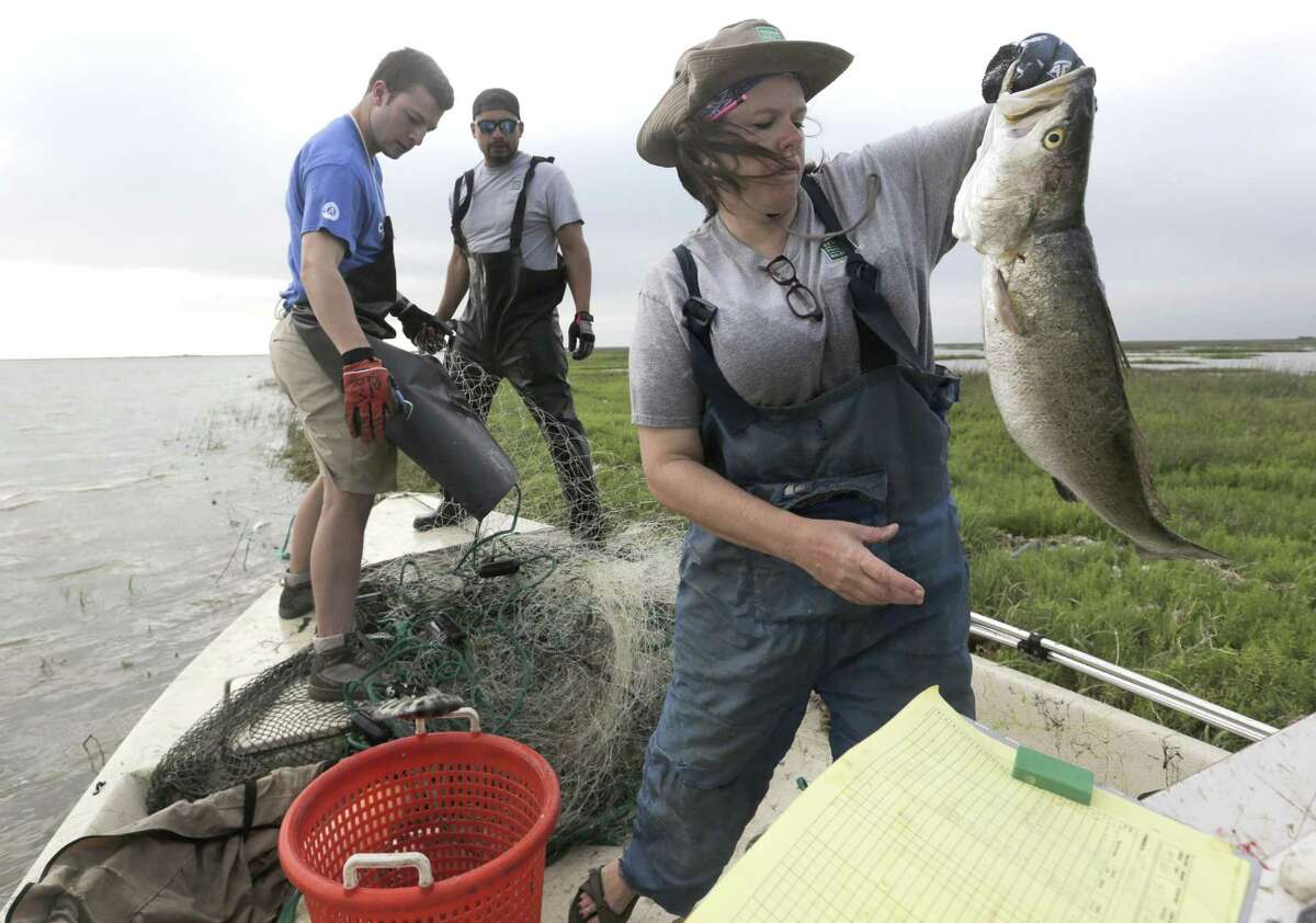 Wildlife researcher Leslie Hartman takes notes on fish collected in a gill net in Matagorda Bay on Tuesday, May 23, 2017.