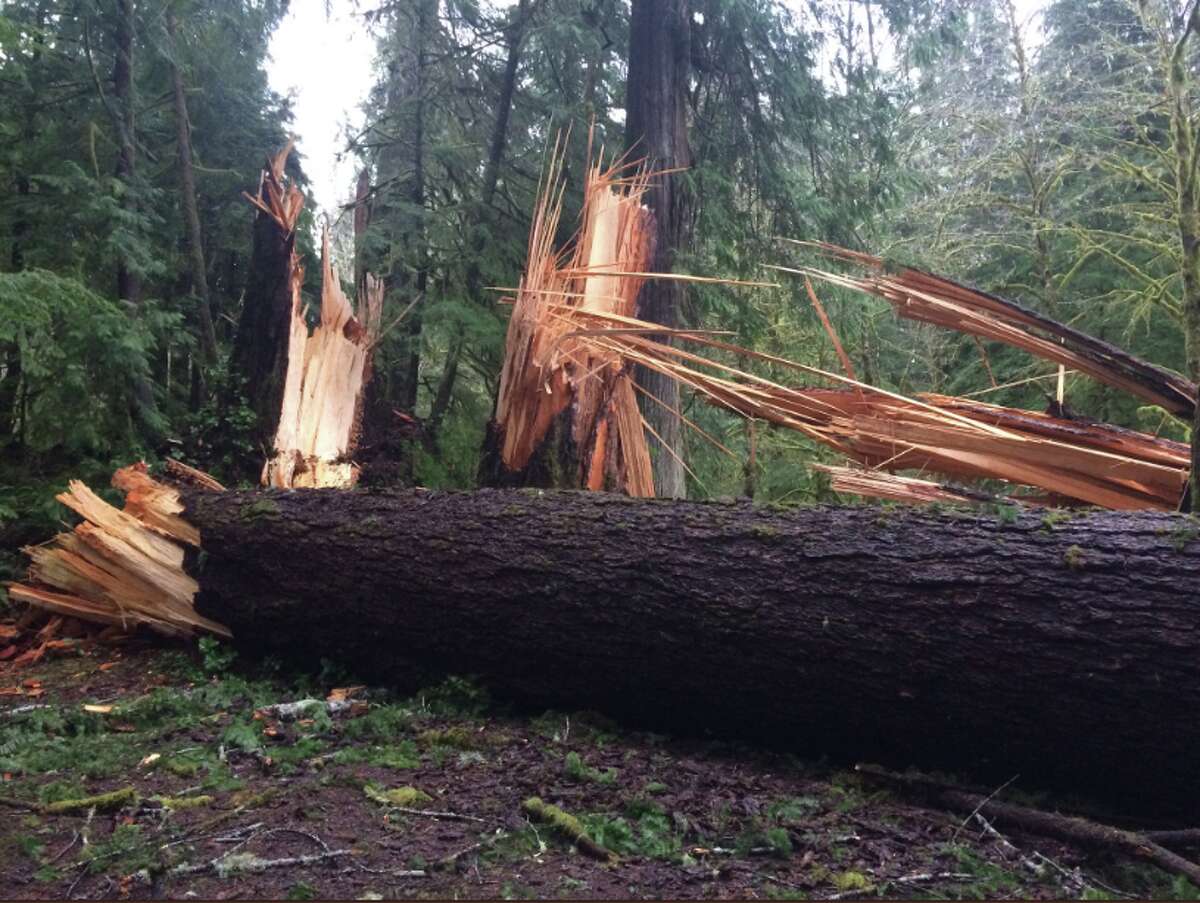 Mysterious wind blows down big trees in W. Washington