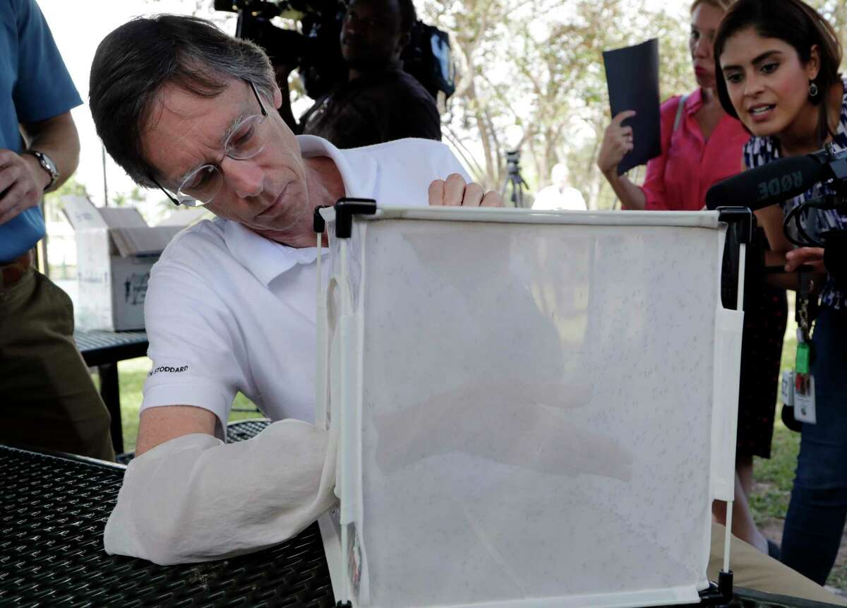 Bill Petrie, Director of Miami-Dade County Mosquito Control, places his hand inside a box containing Wolbachia-infected male mosquitoes, Thursday, Feb. 8, 2018, in South Miami, Fla. Thousands of bacteria-infected mosquitoes are flying near Miami to test a new way to suppress insect populations that carry Zika and other viruses. (AP Photo/Lynne Sladky)