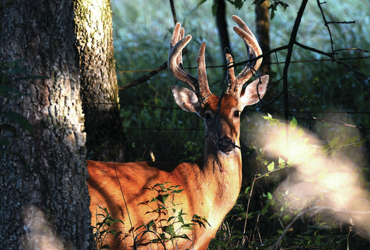 A buck steps out from behind a tree in Pike County as it makes its way back into the woods.