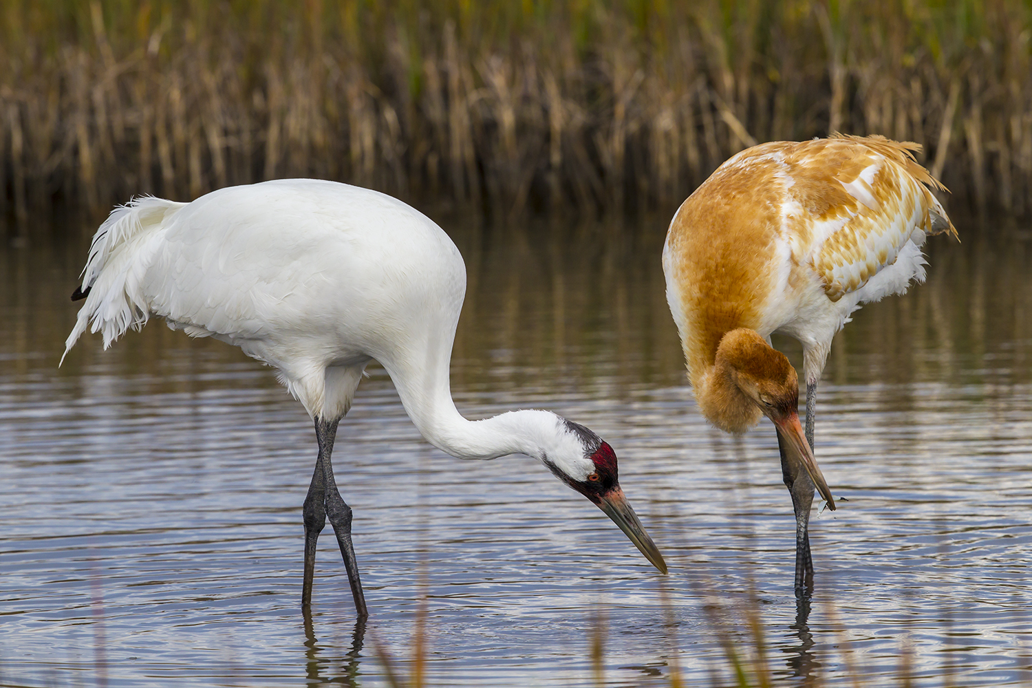 Texas' whooping crane population largely spared from Trump's budget ax - Houston Chronicle