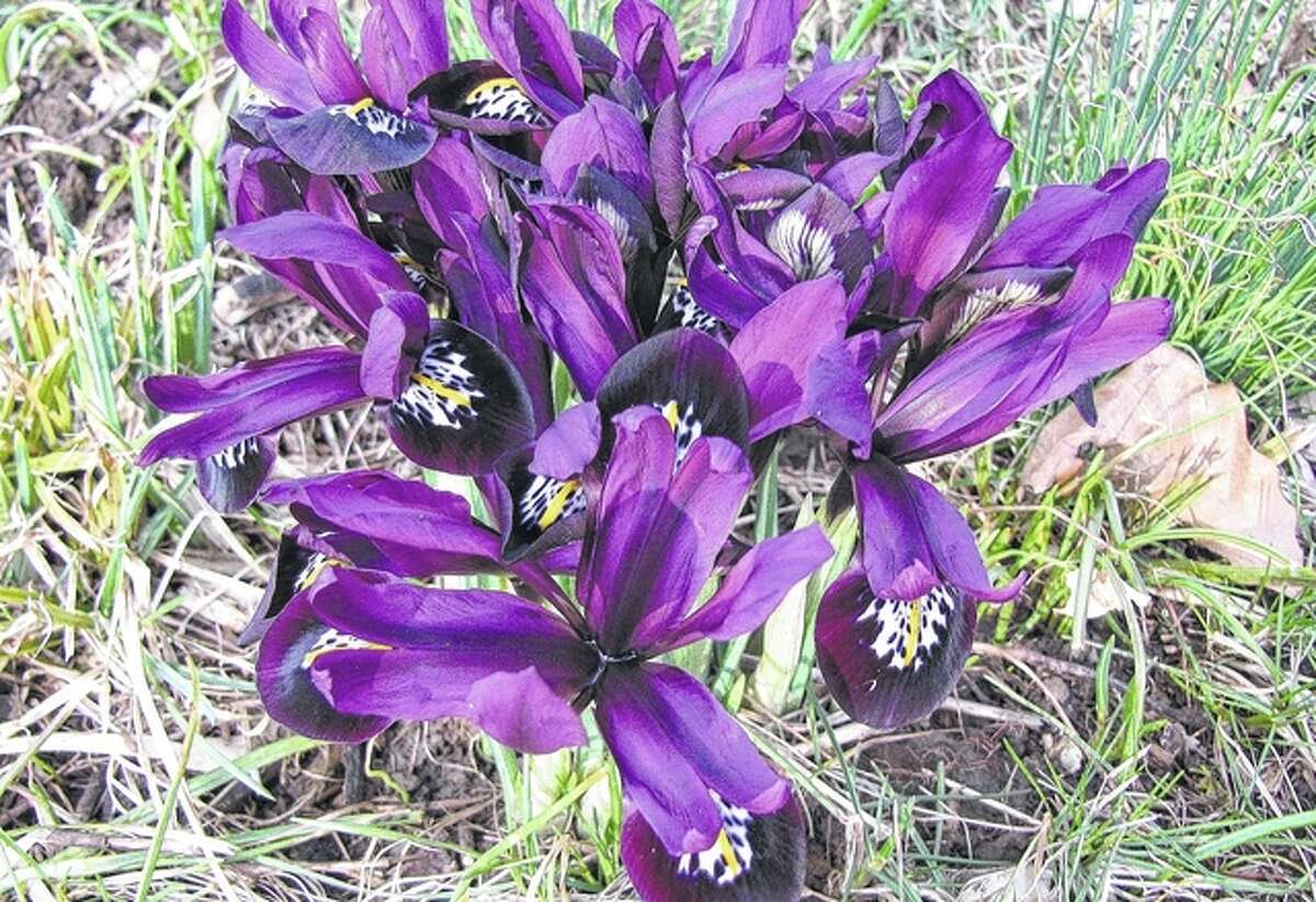 Amid the still-brown grass, dwarf iris start making an appearance. They are among the earliest blooming spring flowers and a sign the season of rebirth is drawing near.