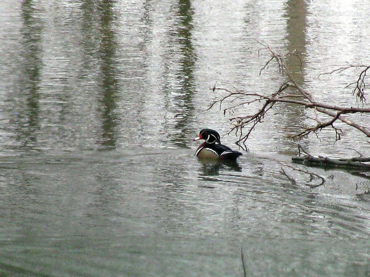 A wood duck enjoys a swim in a farm pond east of White Hall.