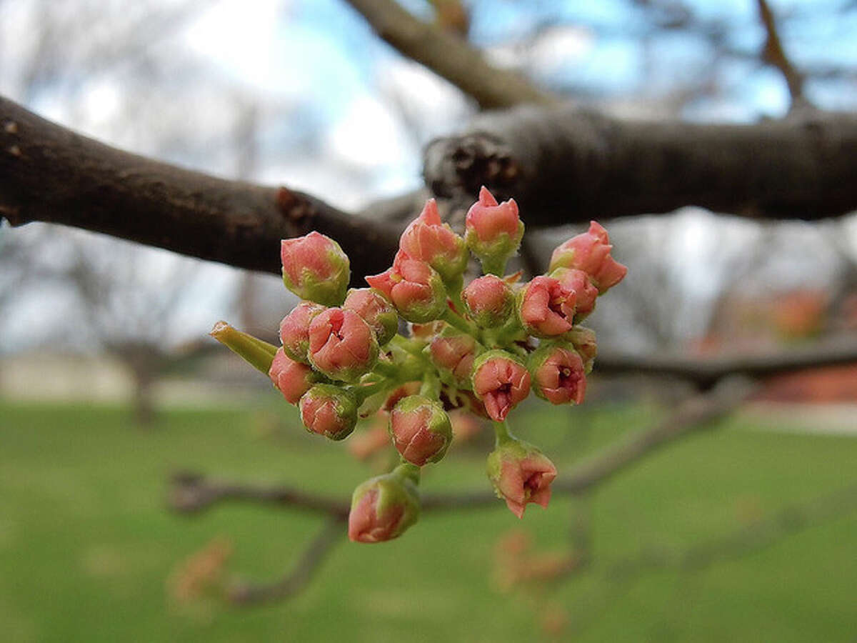 Buds on a tree at Community Park are ready to open to flower for spring.