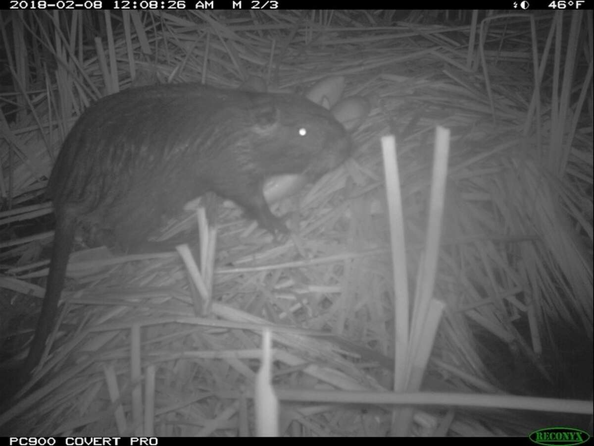 Destructive rodent found near Stockton. It's moving closer to delta