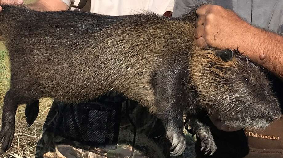 A giant 20-pound rodent with the ability to destroy roads, levees and wetlands has been discovered in Stanislaus County. Photo: CA Department Of Fish And Wildlife