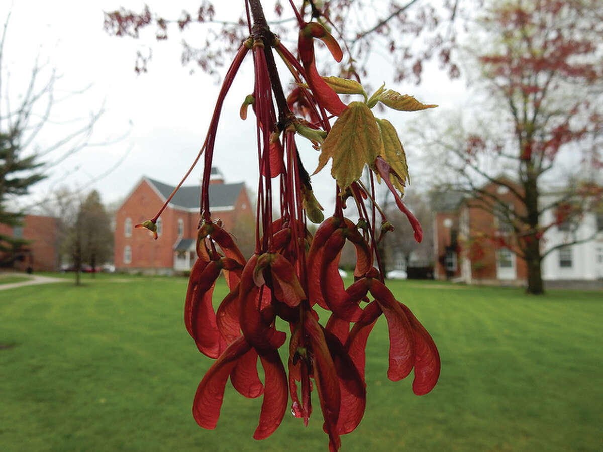 A light rain glistens off bright red maple leaves and seedpods at Illinois College, the home of the Blueboys and Lady Blues.