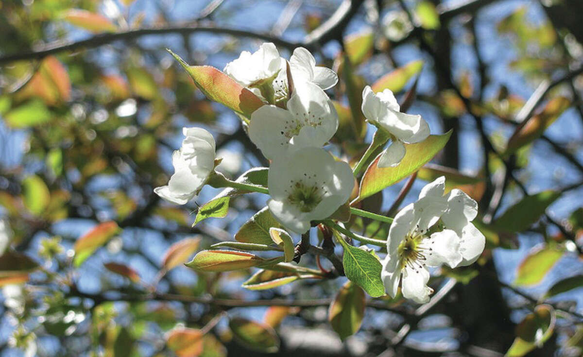 Pear blossoms fill a yard in Scottville.