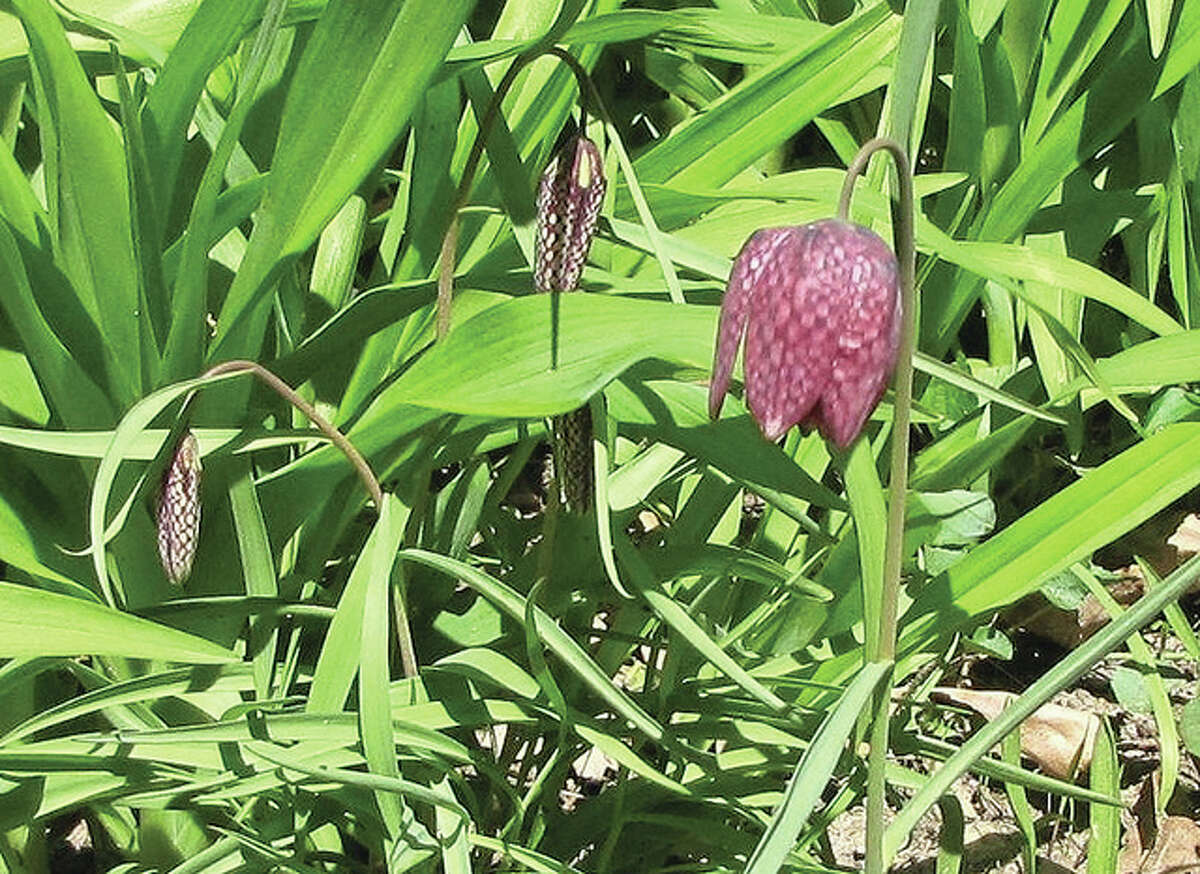 A snake’s head fritillary — a member of the lily family — peeks from a garden in Jacksonville. The flower is fairly rare for this area, according to the grower. Uncommon visitor