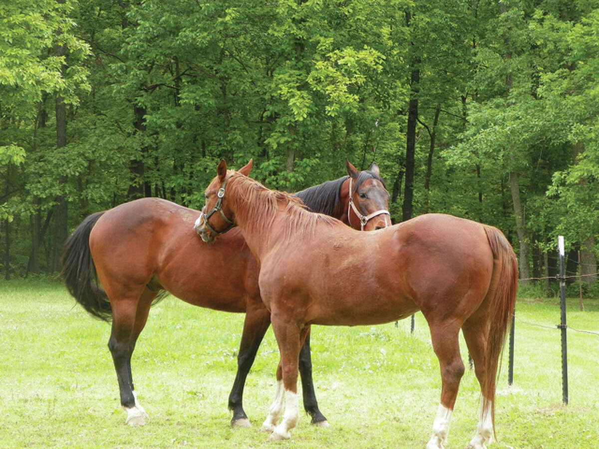 Two horses seem to be trading favors to scratch an itch on the other while spending the afternoon in the field.