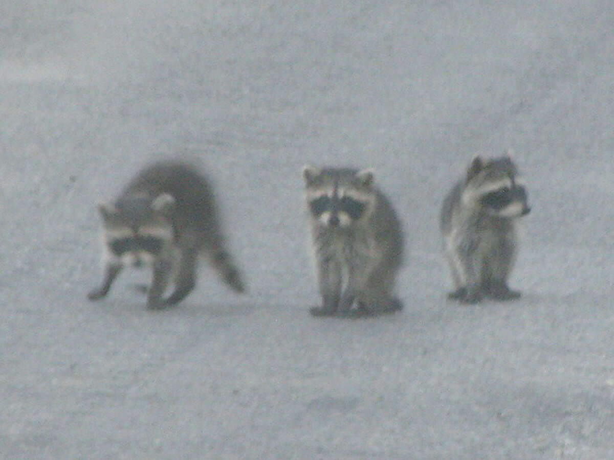 A trio of young raccoons scamper along a road in rural Macoupin County just before night.