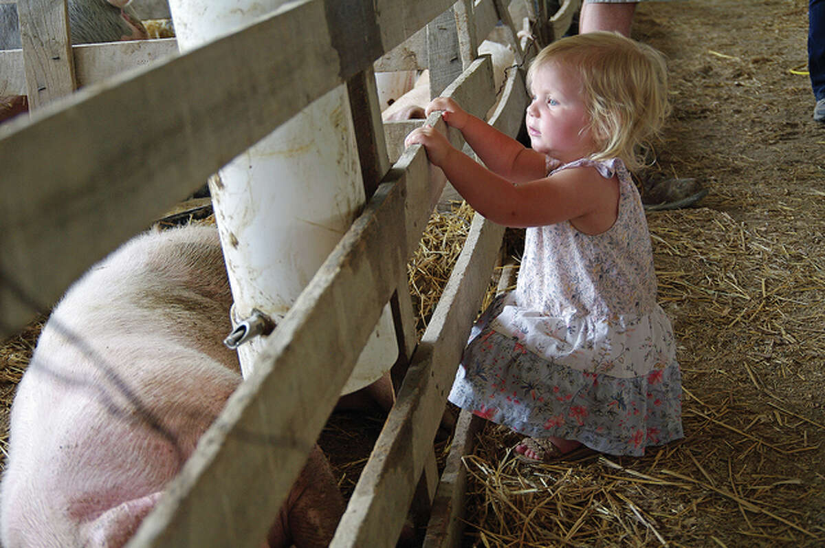 Claire Hartwick, 1, of Carrollton checks her pigs to help her siblings prepare for a livestock show this week at the Greene County Fair in Carrollton.