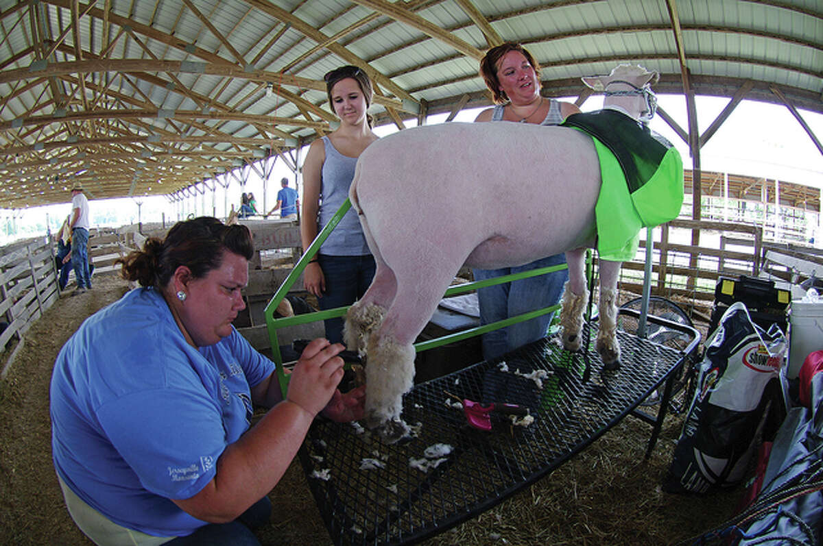 Tiffany Phillips (from left) of Fieldon, Sally Reed of Jerseyville and Brittany Butler of Pittsfield prepare a sheep for judging this week.