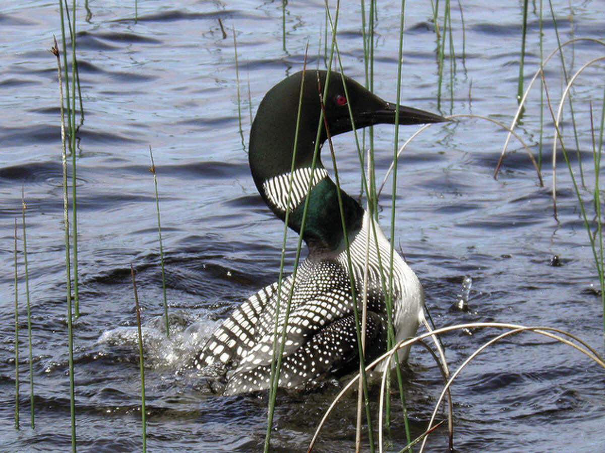 A loon makes a commotion in the water, trying to distract approaching boaters from a nest of eggs.