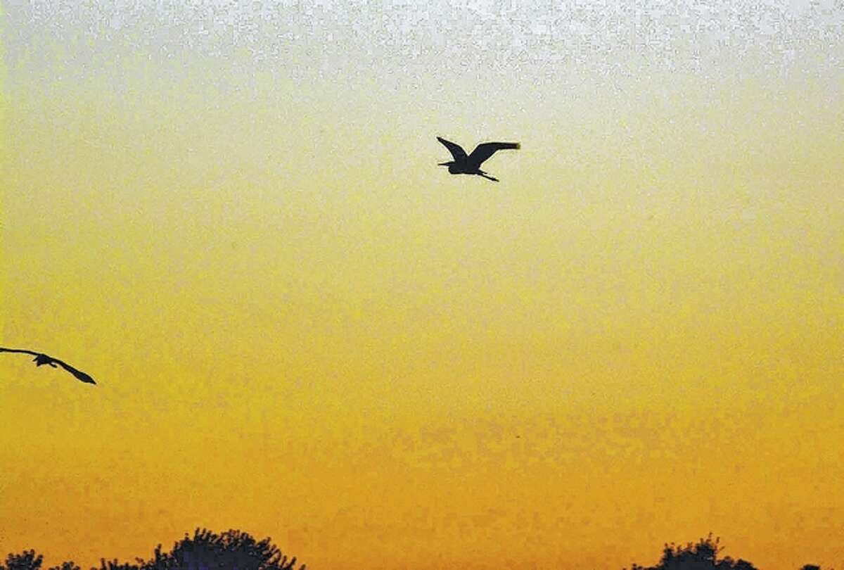 Jeff Ruzicka | Reader photo A blue heron takes to the sky at sunset.