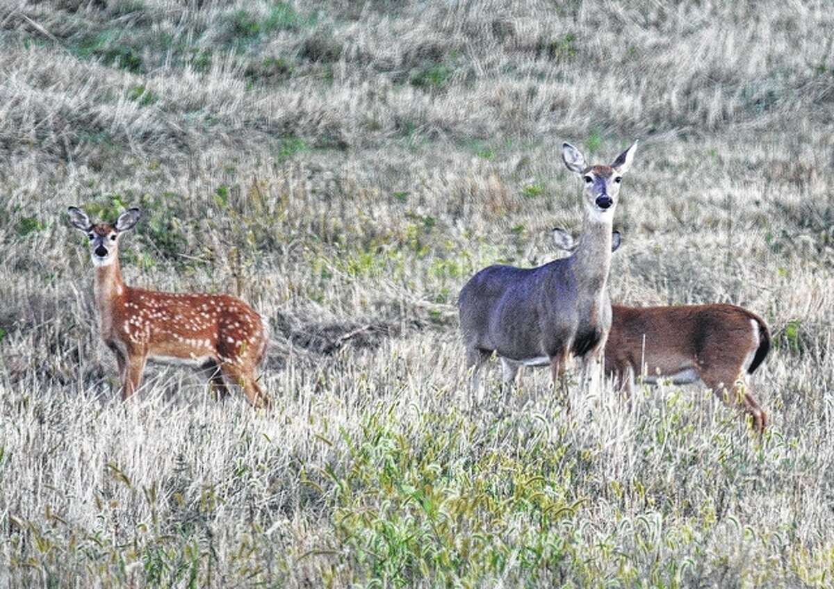 A family of whitetail deer enjoy the evening in Pike County.