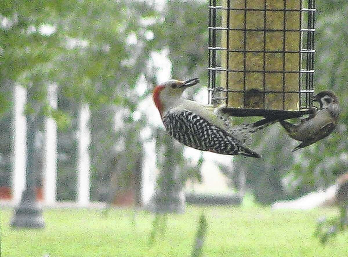 A woodpecker and a sparrow take to opposite sides of a feeder for a snack.