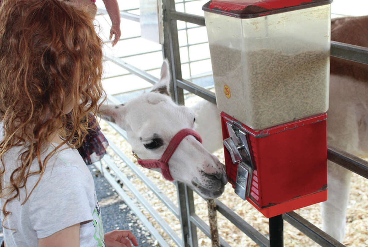 Melissa French, 9, the daughter of Ashley Bell of Mount Sterling, tries to get food out of a vending machine Thursday to feed to a llama, but the llama had other ideas and decided to eat straight out of the machine at the Jungle Safari Mobile Educational Zoo in the parking lot of Pathway Services. The zoo will be open from 10 a.m. to 9 p.m. today and Saturday and 11 a.m. to 5 p.m. on Sunday.