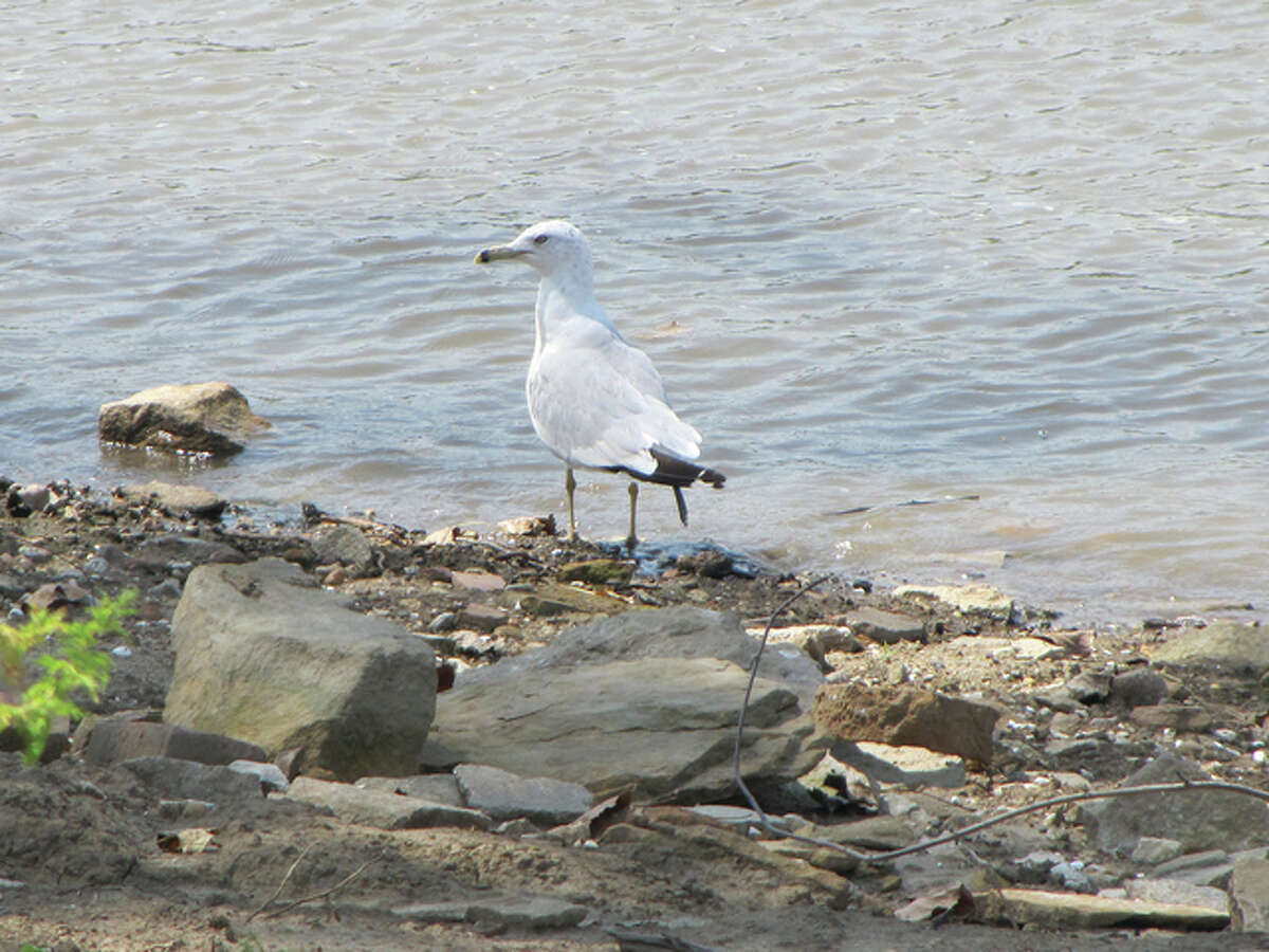 A gull walks along the bank of the Illinois River near Evandy’s Boatel in Naples.