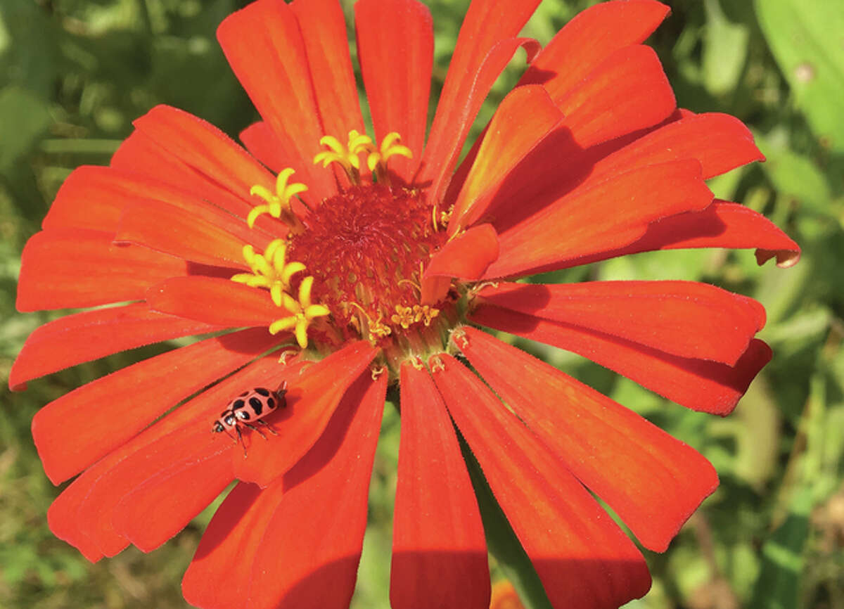 A ladybug enjoys the day, sitting on a zinnia.