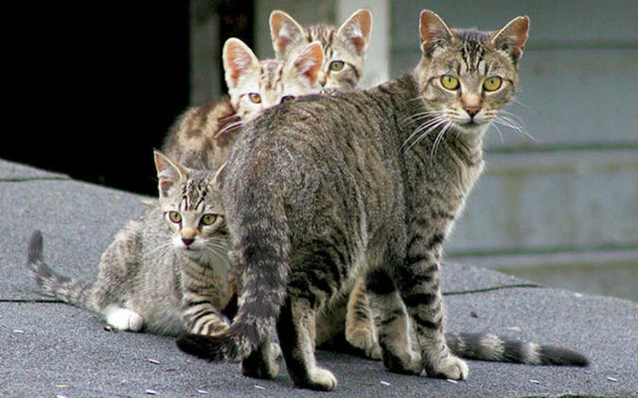 Perbezaan Antara Kucing Jalanan Dan Kucing Liar Dan Bagaimana Anda