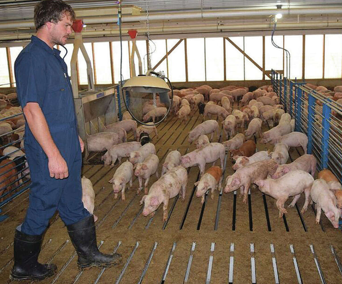 Weantomarket hog barn allows diversity
