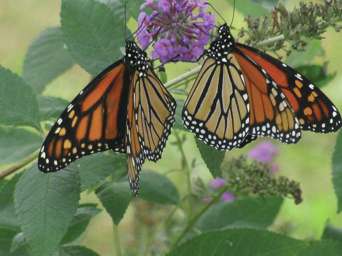 Two monarchs enjoy a butterfly bush in Scottville.