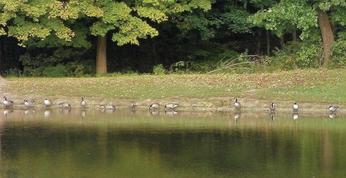 Geese form an orderly line, waiting patiently for their photo to be taken.