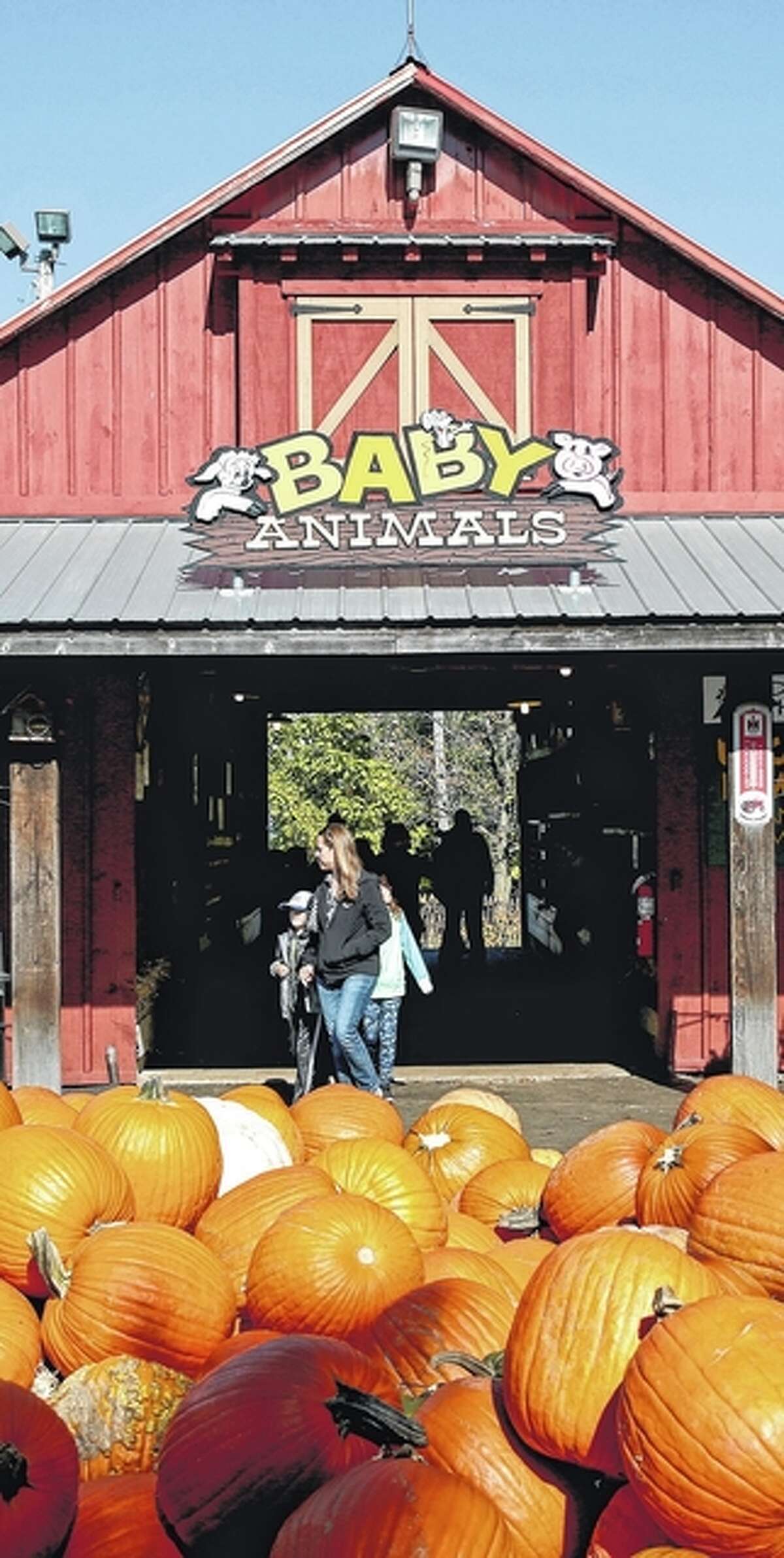 Illinois is great at pumpkin production