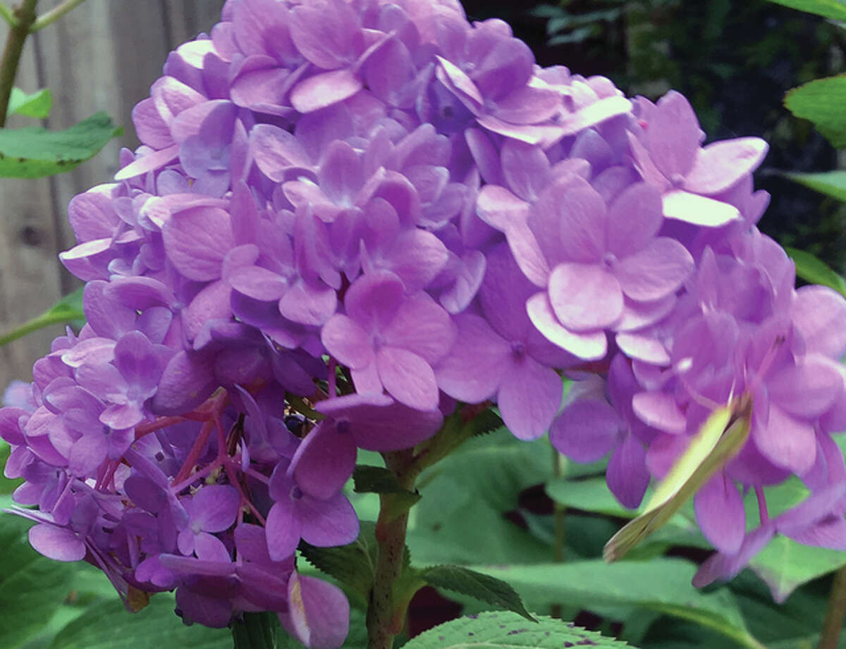 Purple and blue hydrangea hang on against the changing seasonal elements in South Jacksonville.