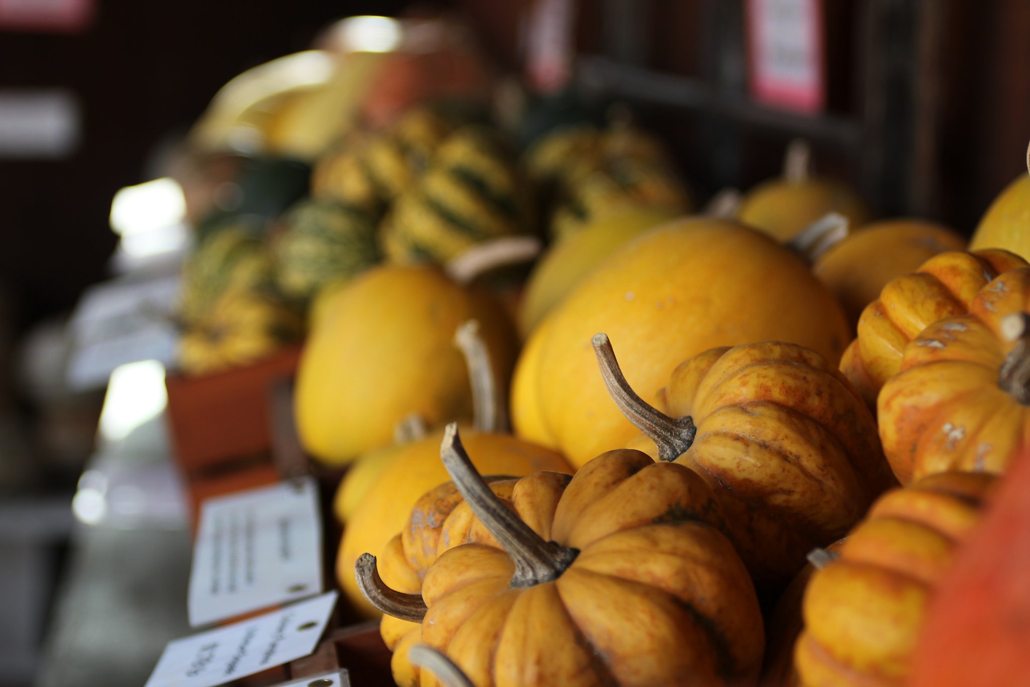 Watch Women lost hair after getting food poisoning from pumpkin and squash video Watch Women lost hair after getting food poisoning from pumpkin and squash video