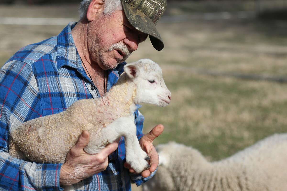 Bill Spencer of Windrose Farm in Paso Robles examines a day-old lamb at the farm.