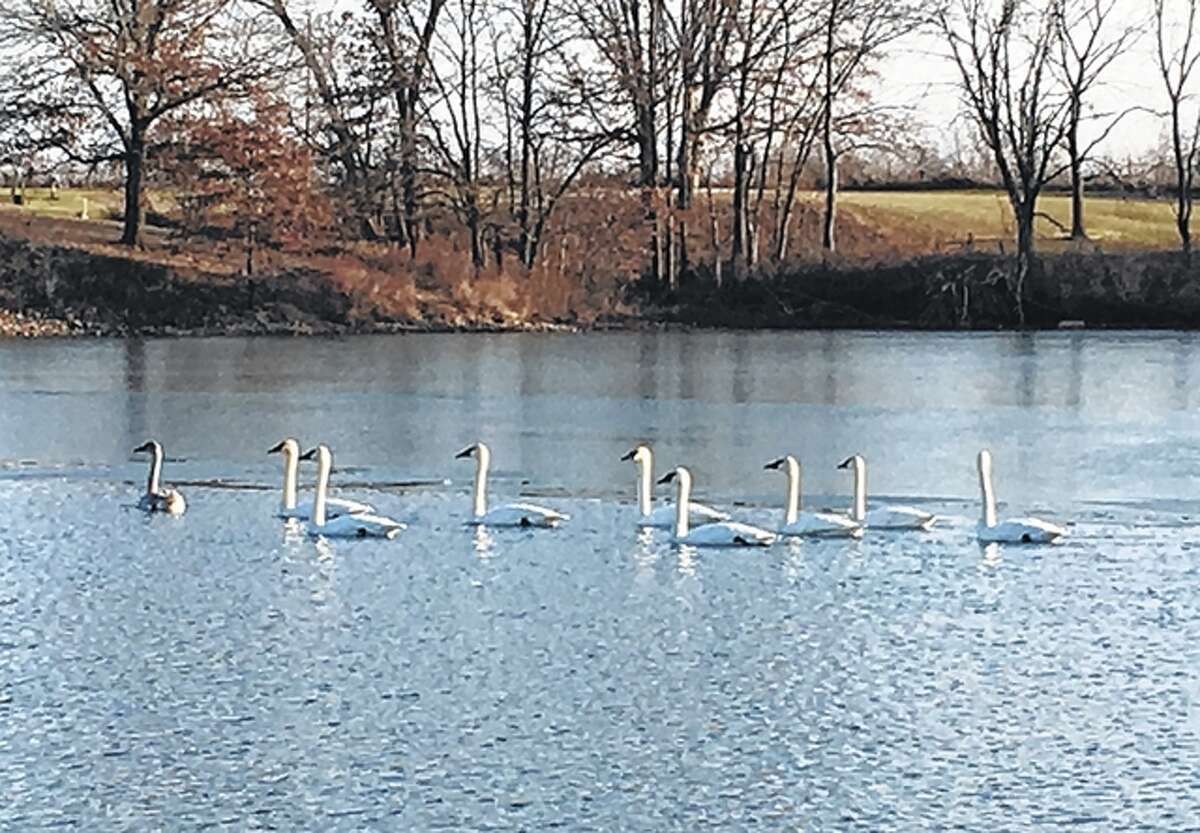Trumpeter swans stop to enjoy Greenfield Rives Lake on their southern journey for winter.
