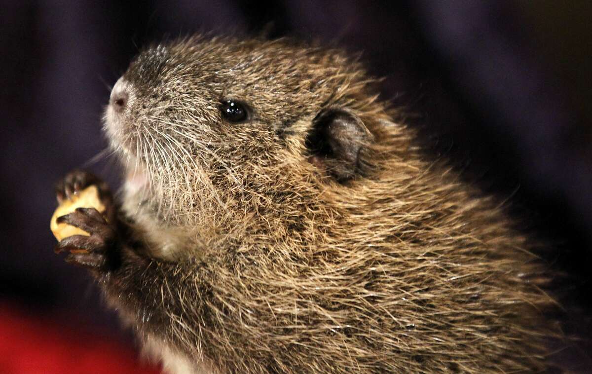 T-Boy, a 6-week-old nutria, comes out of his hole at the Audubon Zoo in New Orleans. The California Department of Fish and Wildlife said it is trying to eradicate the rodents from the state because once established, nutria could cause loss of wetlands, damage to agricultural crops and levees, dikes and roadbeds.