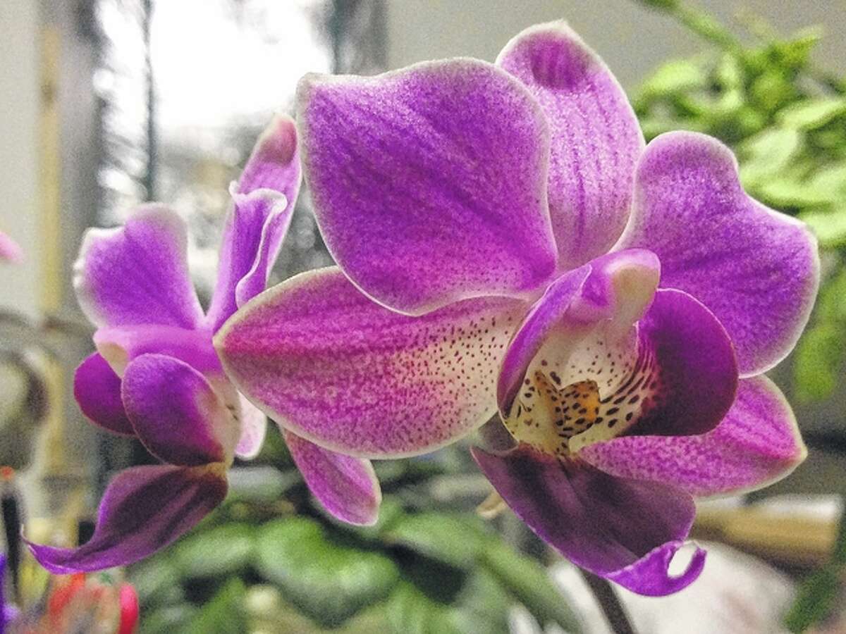 An orchid starts to bloom. “This is a very young plant with only two blooms, but they are beautiful,” said reader Vonna Park. “Something nice to see in January.”