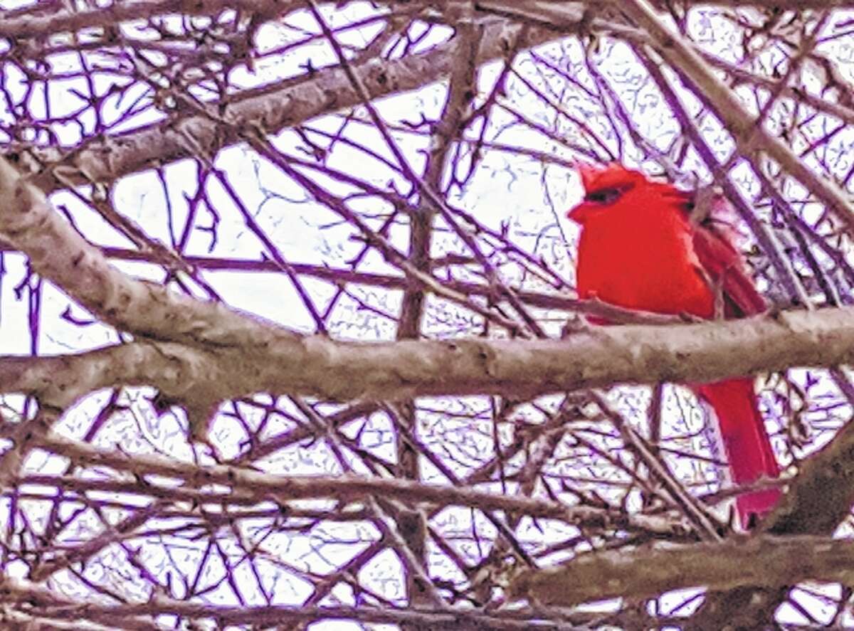A cardinal brings a splash of pre-Valentine’s Day red to the gray winter landscape.