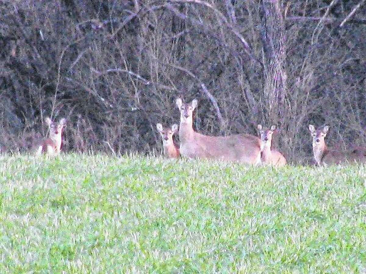 A group of deer turn their attention to a passing motorist north of Scottville.