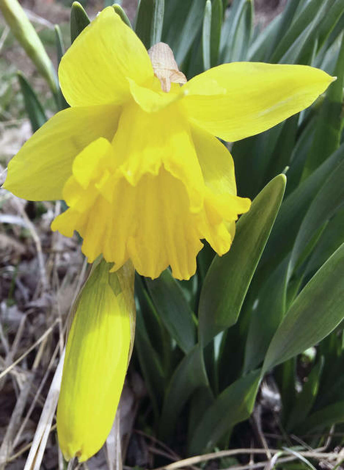 A daffodil overcomes recent winter weather to bloom, suggesting warmer days are ahead.