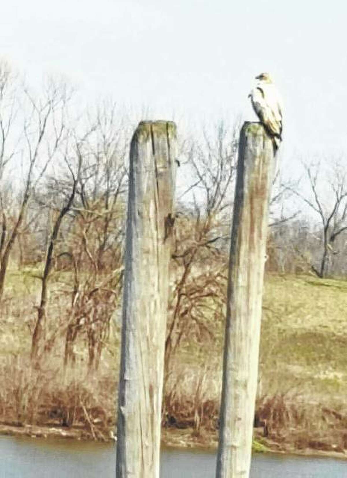 A leucistic bald eagle sits perched at the Beardstown Marina. Leucism is a condition in which birds have reduced pigmentation in their feathers. The condition is considered rare.