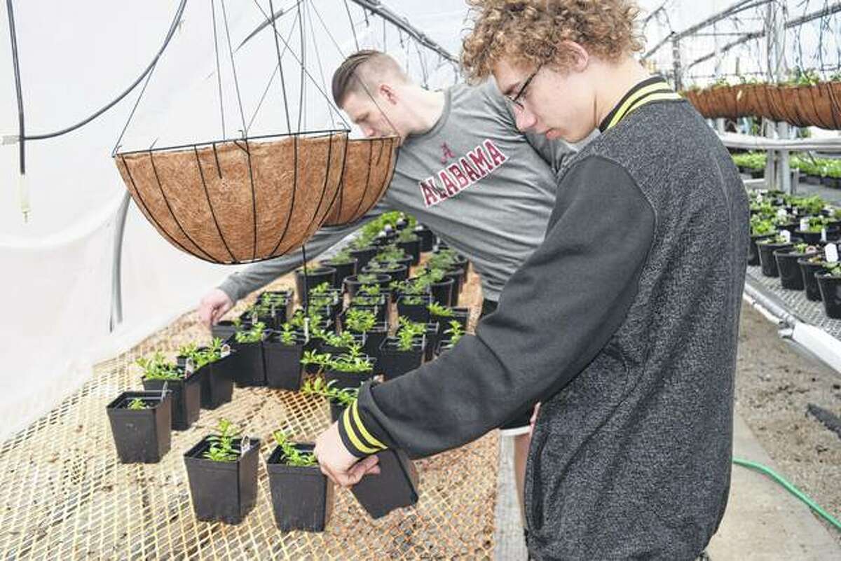 Franklin High School freshman Tyler Mullins (front) and senior Justin Gill look at plants in the Franklin greenhouse. The students check the plant for disease and other issues before selling them.