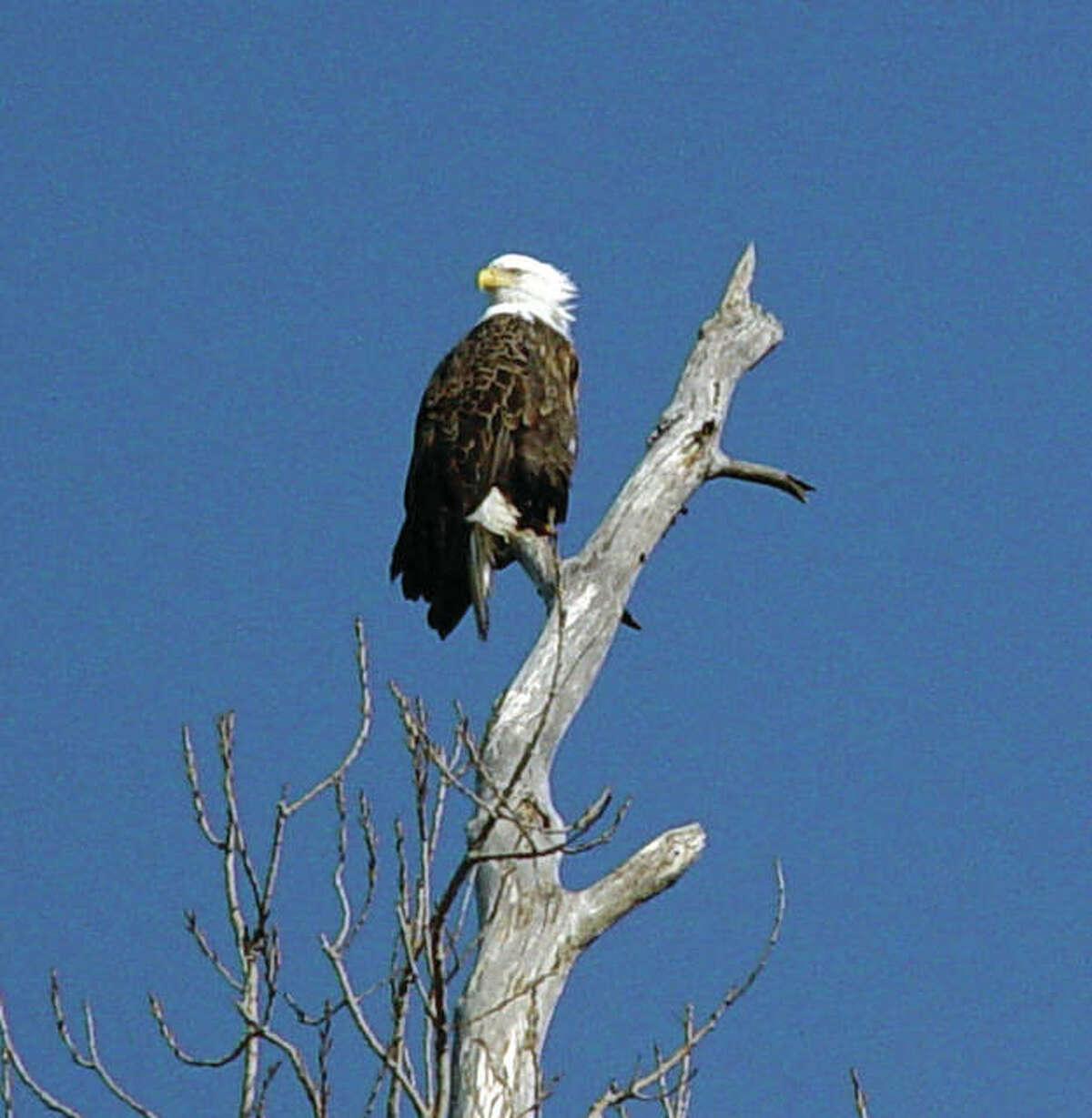 A lone eagle at the tip-top of a tree, just across the river in the Missouri wetlands.