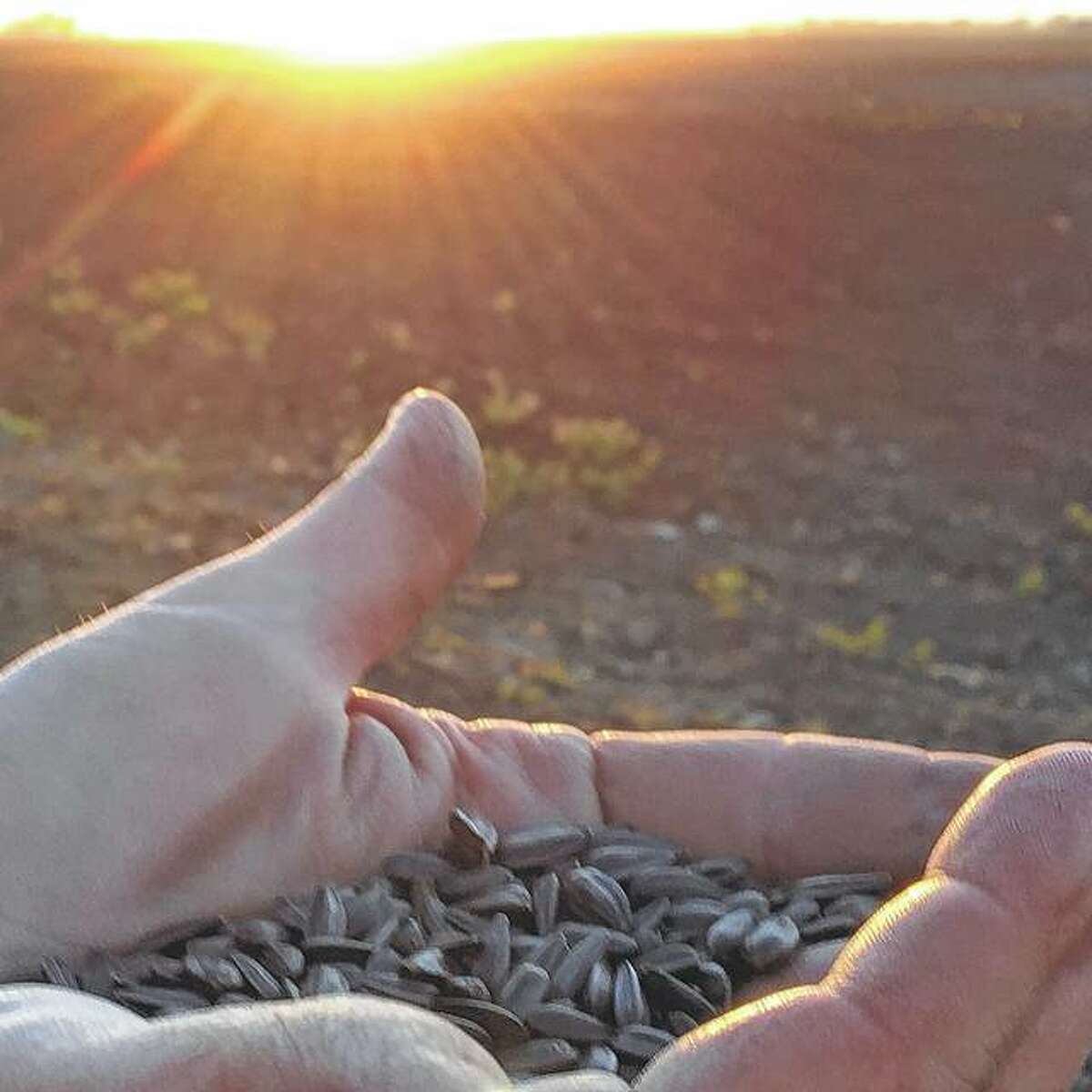 Sunflower seeds rest in a farmer’s hand, waiting to be planted.
